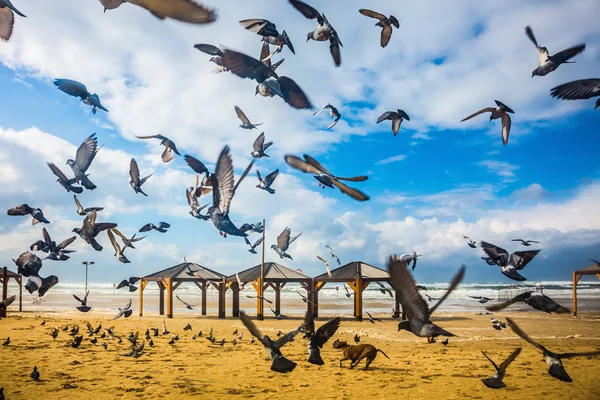 Taubenschwarm und Hund am Strand — Stockfoto
