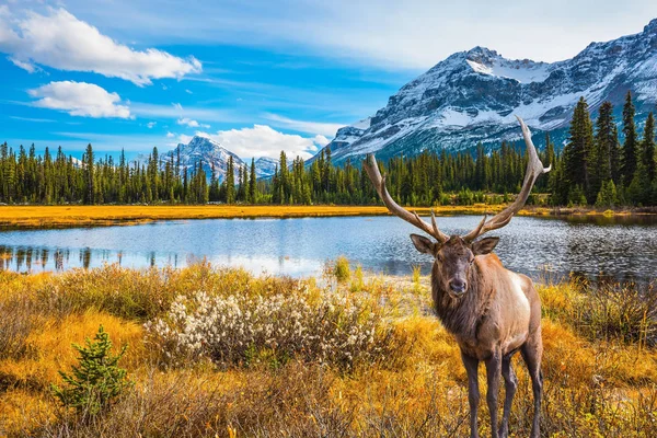 Ciervos en el lago en las Montañas Rocosas — Foto de Stock