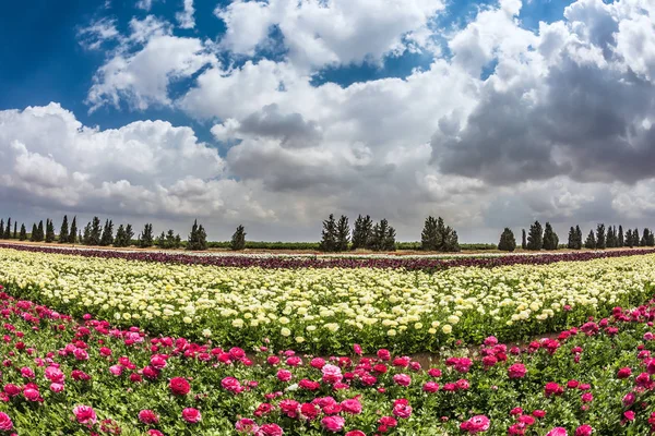 Campo di fiori colorati — Foto Stock