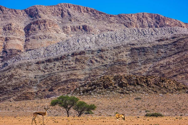 Impala antilopen grazen insavannah — Stockfoto