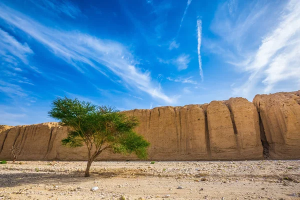 Acacia in stone desert — Stock Photo, Image