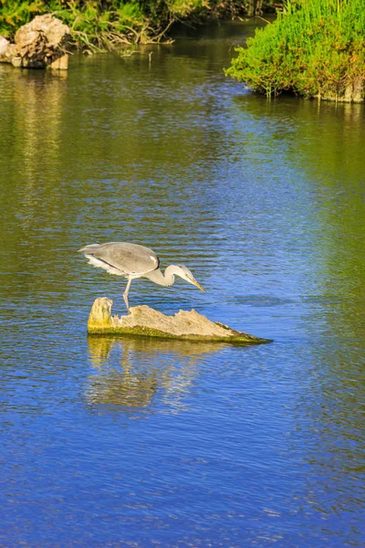 Volavka popelavá na ostrůvku v deltě Rhôny — Stock fotografie