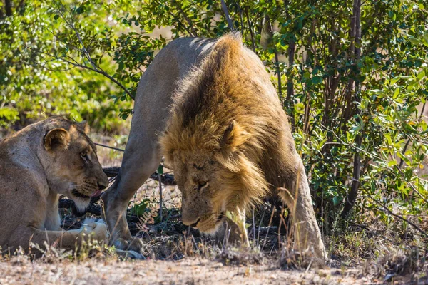 Лев и львица в саванне — стоковое фото