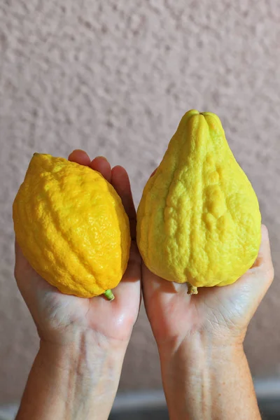 Manos sosteniendo cítricos rituales etrogs — Foto de Stock