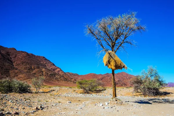 Nest of weaver birds colony — Stock Photo, Image