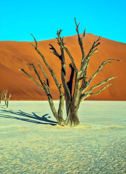 Fundul lacului Deadvlei uscat — Fotografie, imagine de stoc