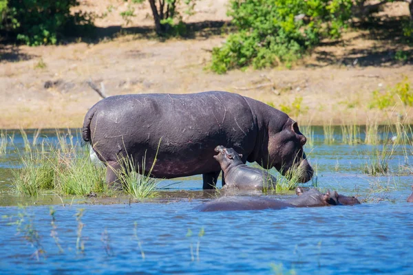 Familie van nijlpaarden in rivier — Stockfoto