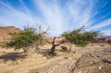 Keçi yıldırım bölünmüş akasya yakınındaki