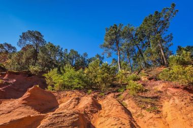 aşı boyası ile ağaçları kontrast