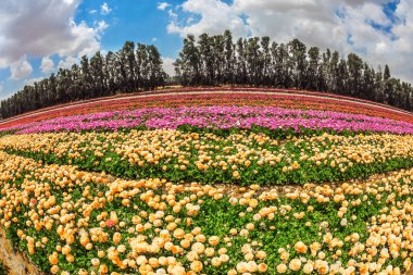 Renkli çiçek tarlası