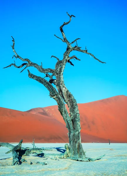 Bodem van gedroogde Deadvlei meer — Stockfoto