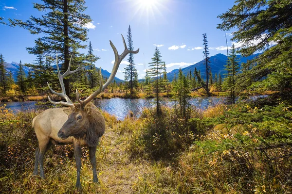 Jelen u jezera v Rocky Mountains — Stock fotografie