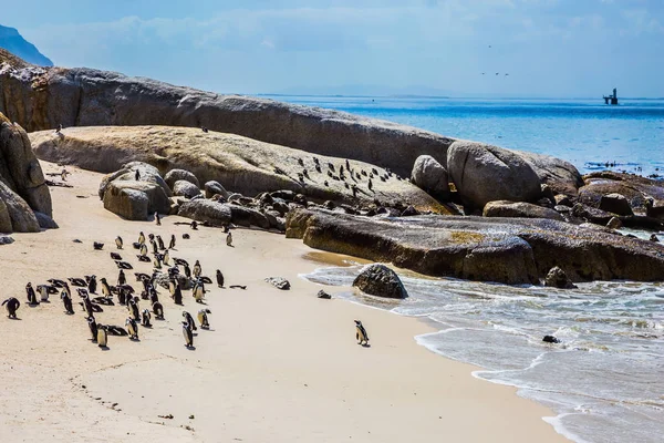 Rocas colonia de pingüinos — Foto de Stock