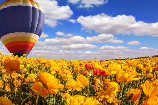 Field of bright flowers and air balloon — Stock Photo, Image