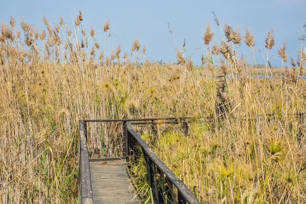 Most wśród trawy marsh — Zdjęcie stockowe