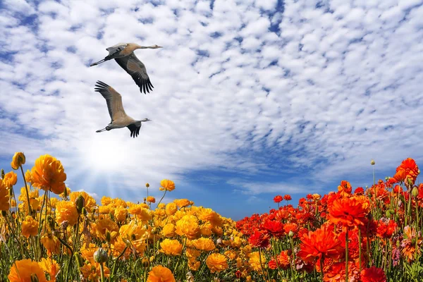 birds and field of bright flowers