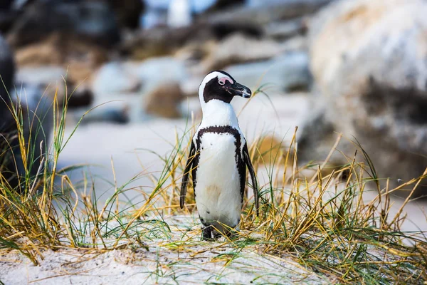 Živý tučňák z balvanů kolonie — Stock fotografie