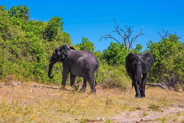 Deux éléphants dans le delta de l'Okavango — Photo