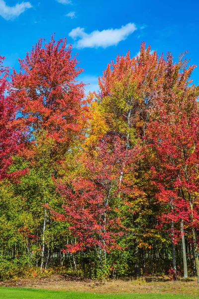 Autumn landscape with colorful trees — Stock Photo, Image