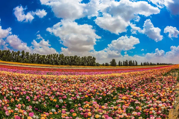 色とりどりの花々の畑 — ストック写真