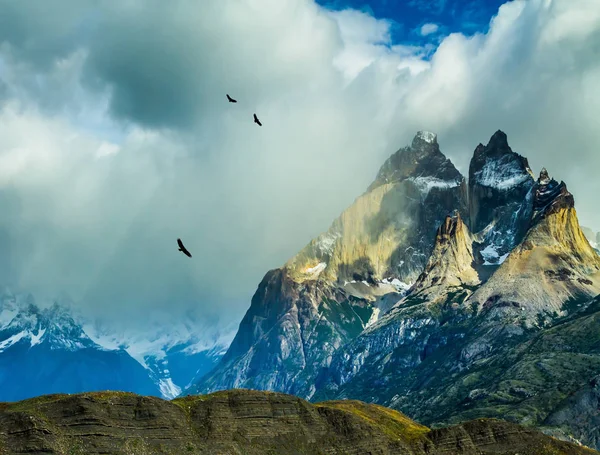 Kudde van Andes condors vliegen — Stockfoto