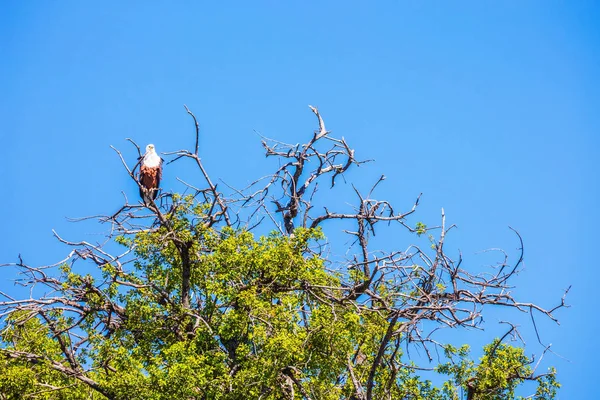 African eagle sitter på trädgren — Stockfoto