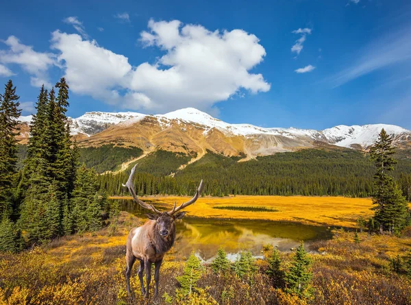 Ciervo rojo y paisaje de montaña — Foto de Stock