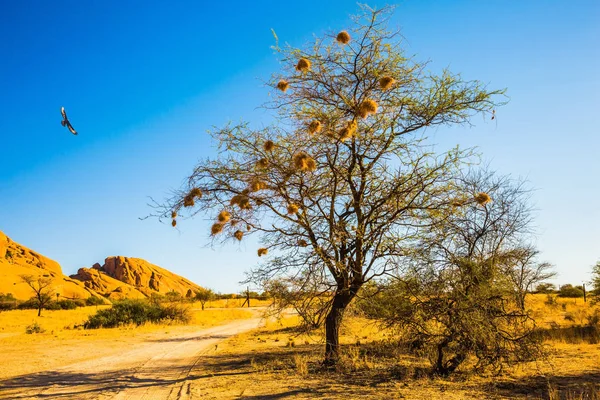 Zand acacia in Namibië — Stockfoto