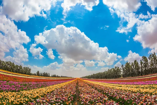 Pole kolorowych kwiatów — Zdjęcie stockowe