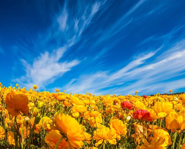 Gebied van gele bloemen — Stockfoto