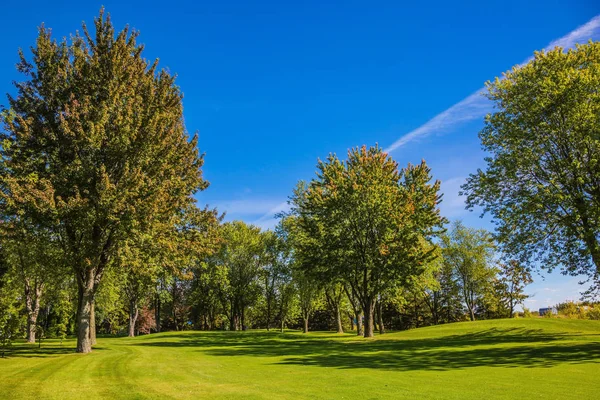 Green grass field with trees — Stock Photo, Image