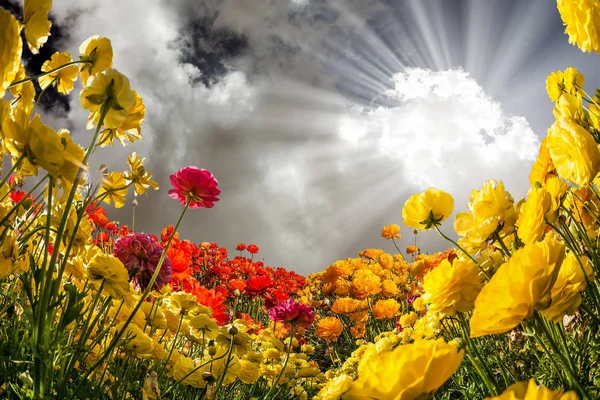 형형색색의 꽃 밭 — 스톡 사진