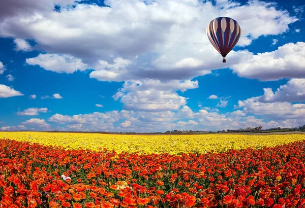 Feld aus hellen Blumen und Luftballon — Stockfoto