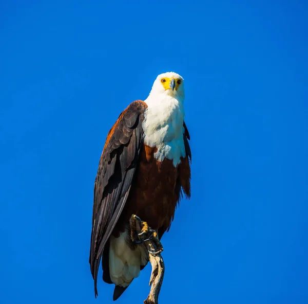 Африканський орла, що сидить на гілці дерева — стокове фото