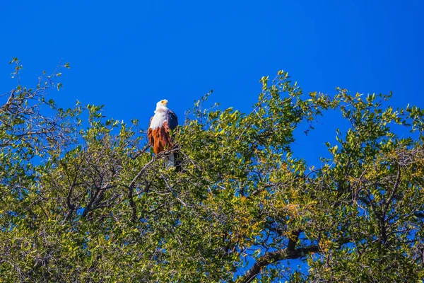 Ağaç dalı üzerinde oturan Afrika kartal — Stok fotoğraf