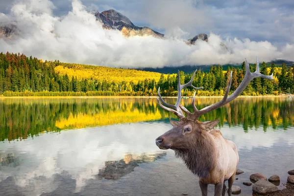 Deer standing on bank of lake — Stock Photo, Image