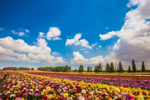 Feld mit leuchtenden Blumen — Stockfoto