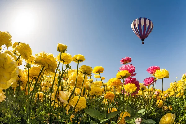 Campo de flores brilhantes e balão de ar — Fotografia de Stock