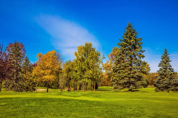 Green grass field with trees — Stock Photo, Image