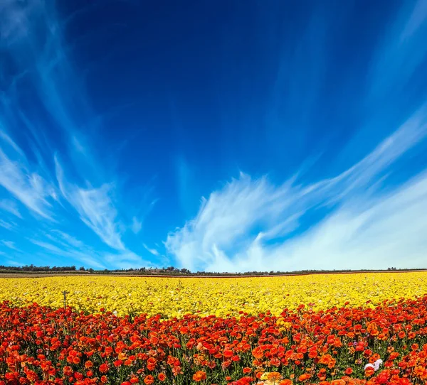 Field of colorful flowers — Stock Photo, Image