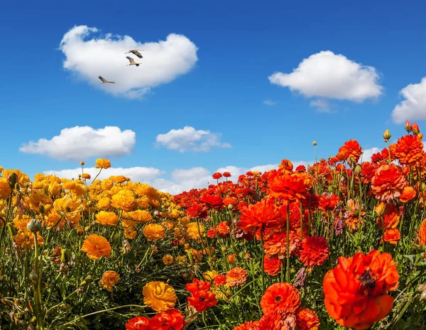 色とりどりの花々の畑 — ストック写真