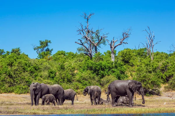 Troupeau d'éléphants à l'abreuvoir — Photo