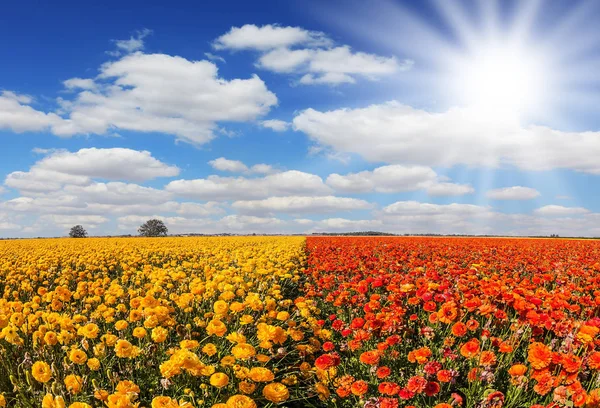 Gebied van kleurrijke bloemen — Stockfoto