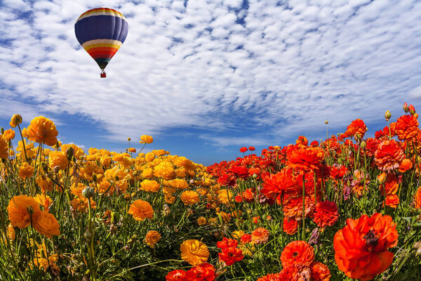 field of bright flowers and air balloon