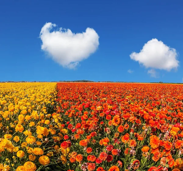Campo de flores coloridas — Foto de Stock