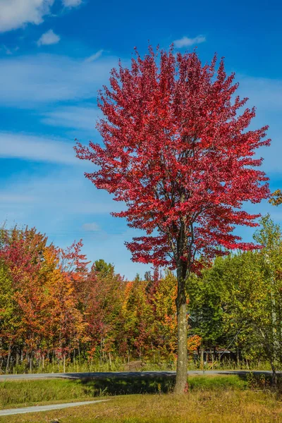 Höst landskap med färgglada träd — Stockfoto