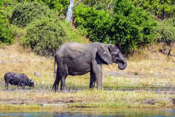 Полив тварин у Окаванго — стокове фото