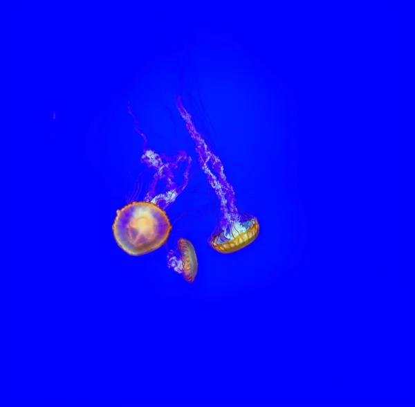 Jellyfishes mavi su — Stok fotoğraf