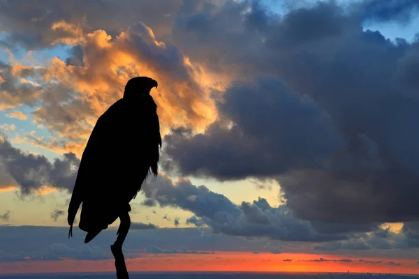 Silhueta da Águia africana — Fotografia de Stock