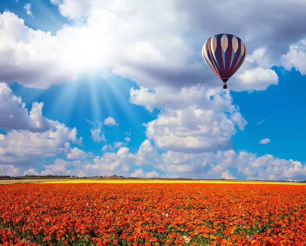 Ljusa blommor och luftballong — Stockfoto